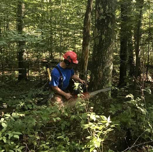 Logger sawing timber