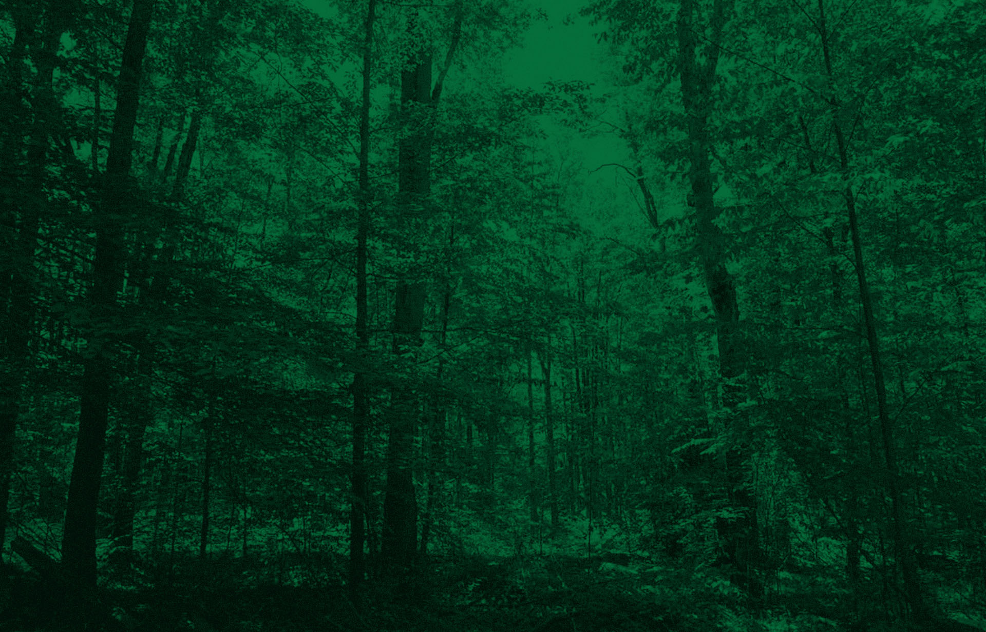 Decorative background of a forest